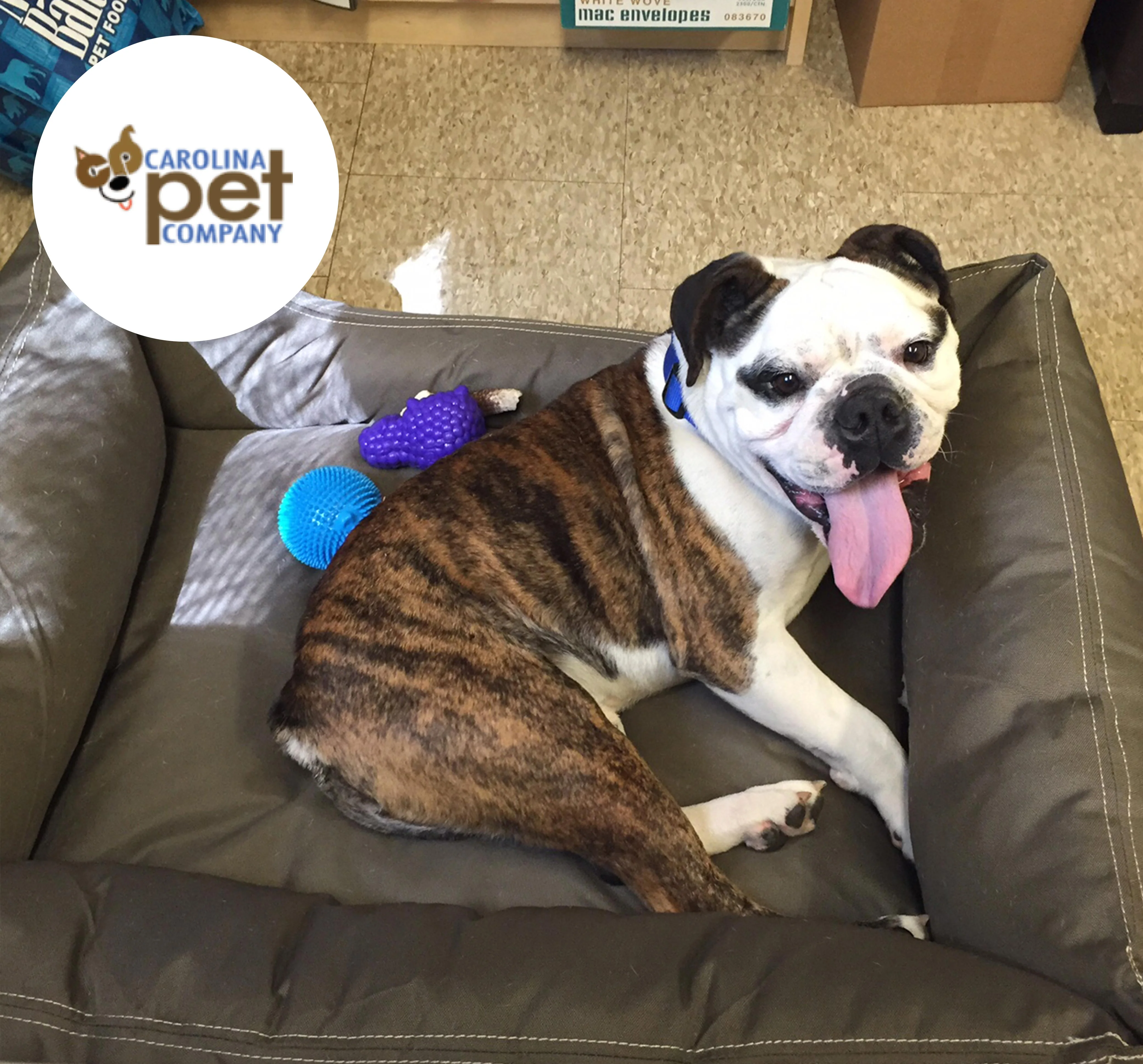 "Is it True, They Call You the Dog Bed Fairy?" - Image 7